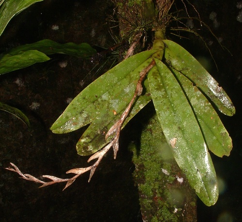 Epidendrum concavilabium C.Schweinf.