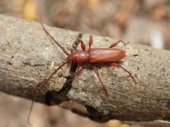 Allotraeus rufescens