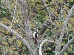Dendrocopos major