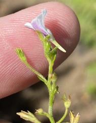 Nemesia macrocarpa