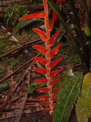 Heliconia vellerigera
