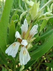 Hygrophila