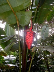 Heliconia mariae