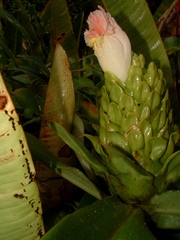 Costus guanaiensis macrostrobilus