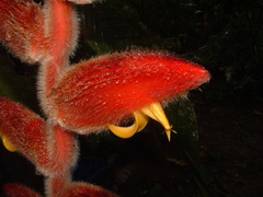 Heliconia vellerigera