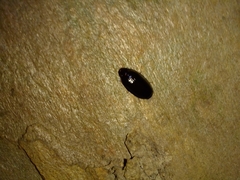 Pseudomorphini
