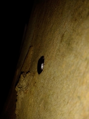 Pseudomorphini