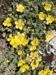 Potentilla cinerea