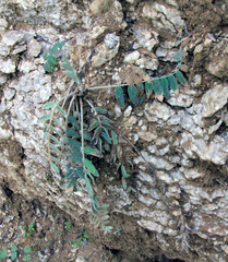 Oxytropis kungurensis