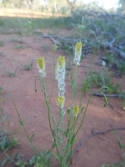 Pimelea trichostachya