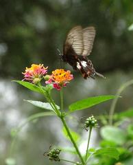 Papilio polytes stichius