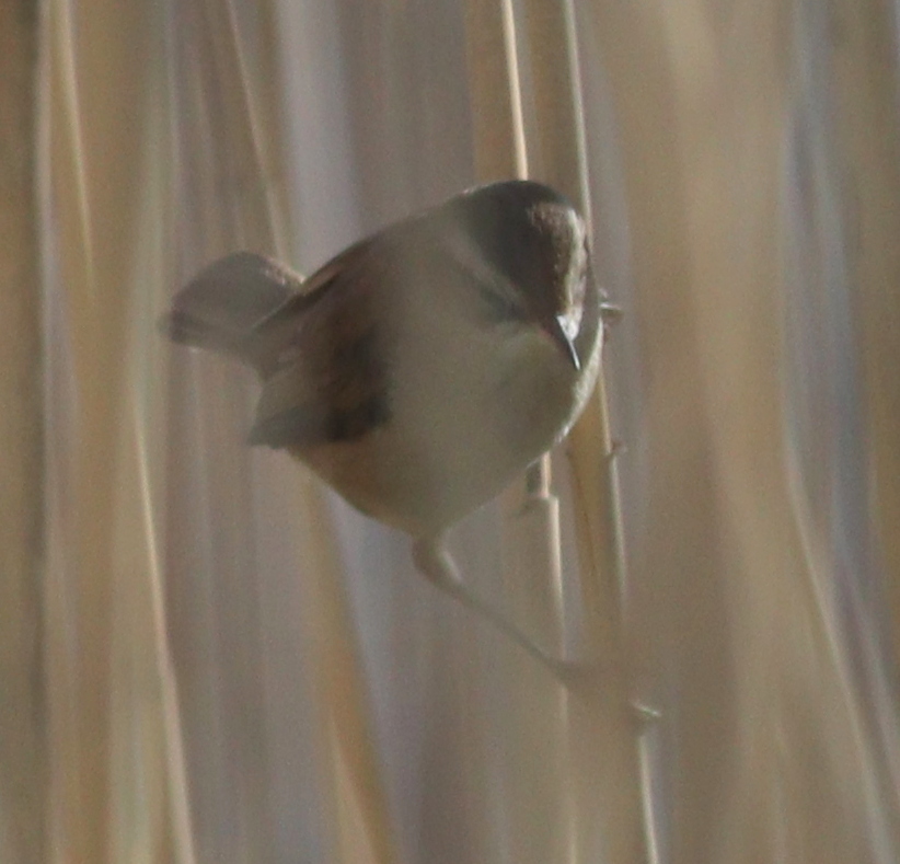 Moustached Warbler