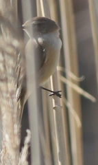 Phylloscopus sindianus