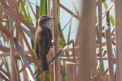 Acrocephalus melanopogon