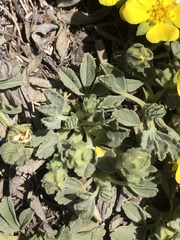 Potentilla cinerea