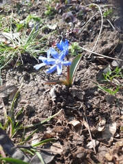 Scilla bifolia