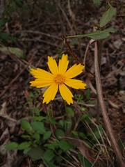 Coreopsis auriculata