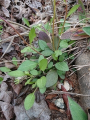 Coreopsis auriculata