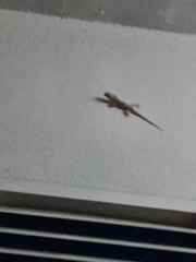 Hemidactylus platyurus