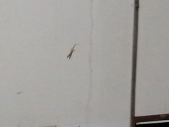 Gehyra mutilata