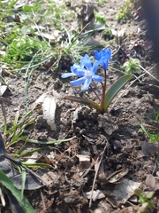 Scilla bifolia
