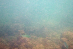 Caesio caerulaurea