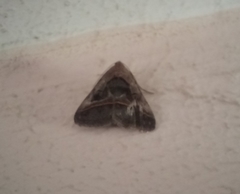 Acantholipes