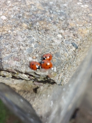 Coccinella septempunctata
