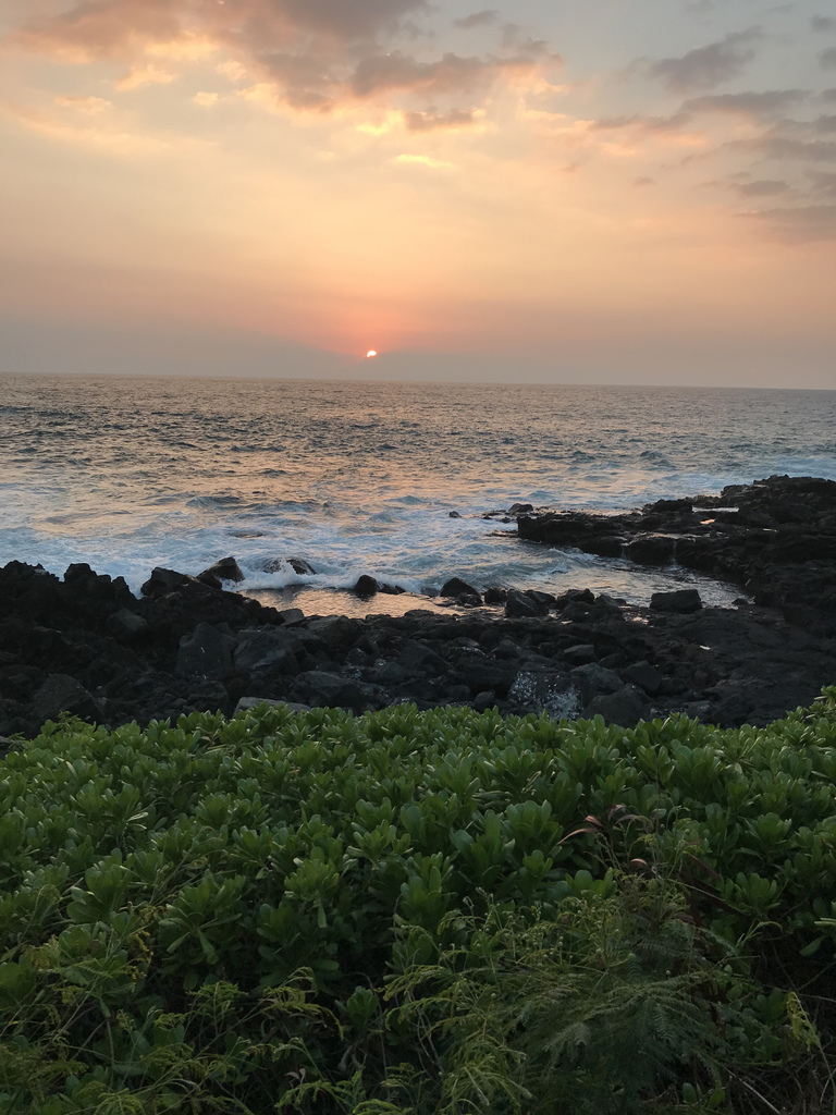 flowering plants from Royal Kona Resort, Kailua Kona, HI, US on