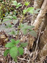Rubus argutus