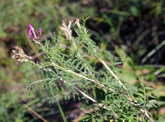 Astragalus cornutus