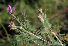 Astragalus cornutus