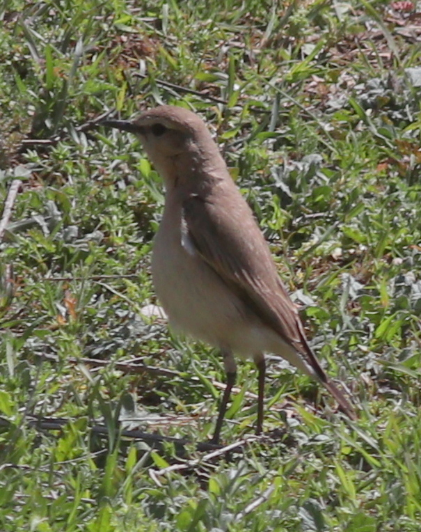 Isabelline Wheatear