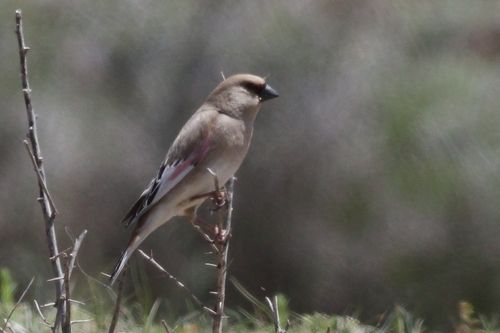 Camachuelo desertícola (Rhodospiza obsoleta)