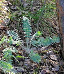 Oxytropis kungurensis
