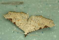 Prolophota trigonifera