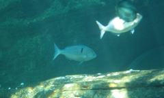 Polysteganus undulosus