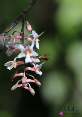 Dendrobium calcariferum