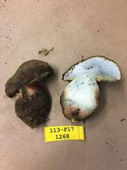 Caloboletus frustosus