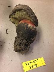 Caloboletus frustosus