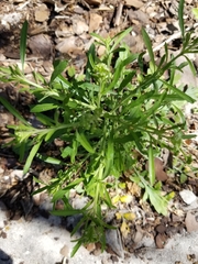 Lepidium virginicum image