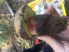 Caloboletus frustosus