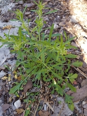 Lepidium virginicum image