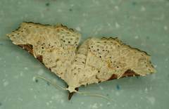 Prolophota trigonifera