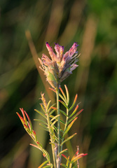 Astragalus cornutus