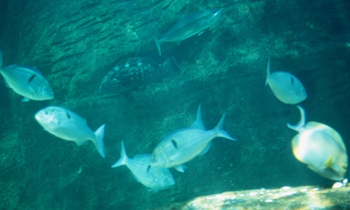 Seventyfour seabream (Polysteganus undulosus) — Sparidae