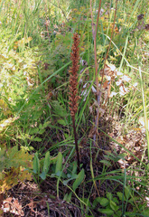 Orobanche alsatica libanotidis
