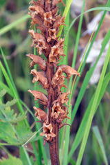 Orobanche alsatica libanotidis