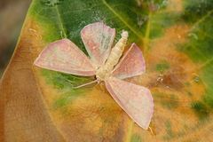 Chrysocraspeda miniosa