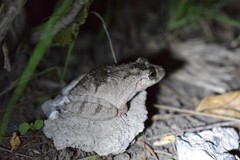 Scinax acuminatus